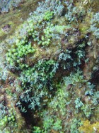 diverse types of algae