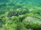 algae beds and coral