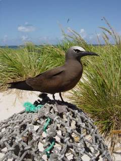 bird on net