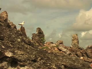 Bird on Mokumanumanu Rock: Follow image link for video report