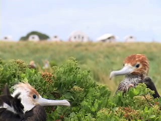 Bird on Mokumanumanu Rock: Follow image link for video report