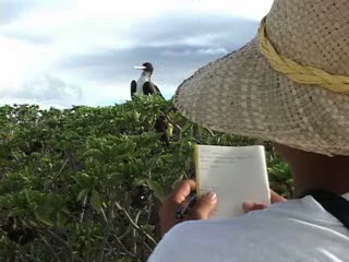 Bird on Mokumanumanu Rock: Follow image link for video report