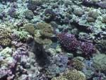 Coral reef habitat in NWHI.  Click the image to see the video.